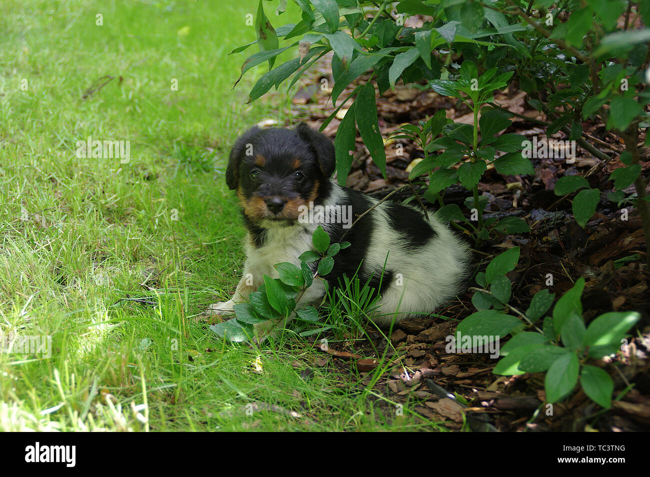The puppy is sitting on the grass. The portrait of little dog gets to know the world with curiosity. Stock Photo