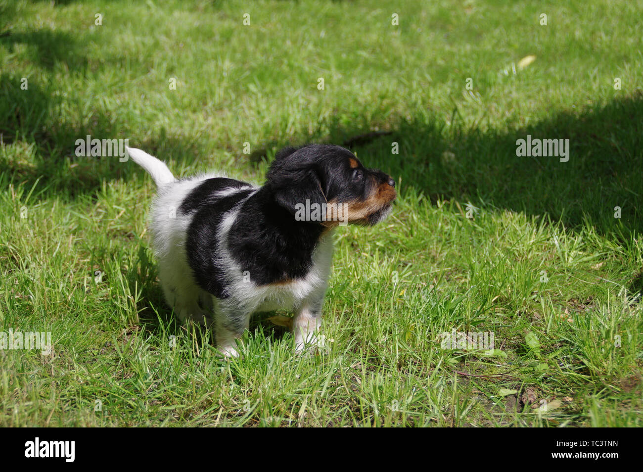 The pinted puppy is walking on the grass. The little dog gets to know the world with curiosity. Stock Photo