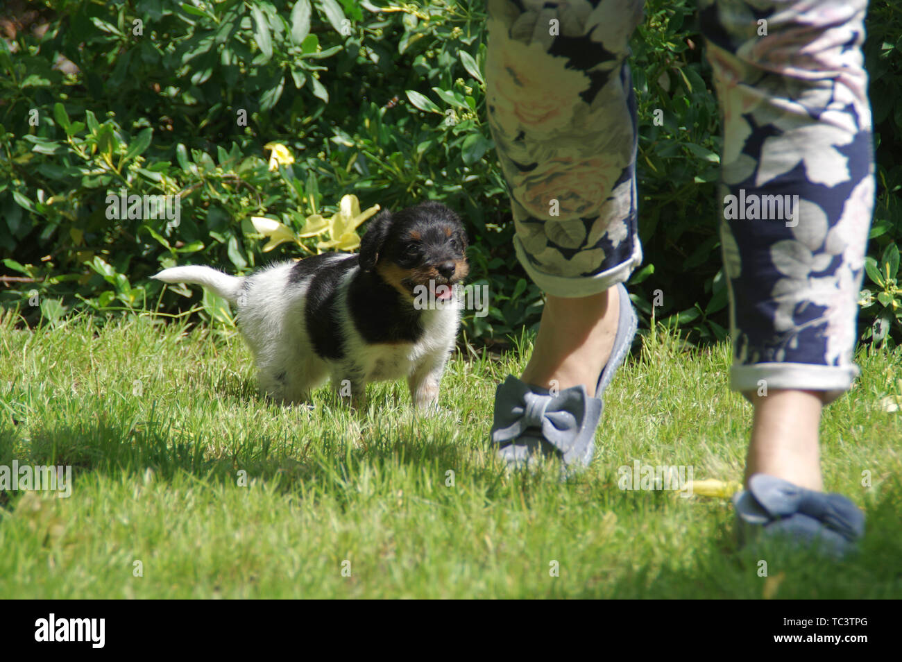 The puppy walks on the grass and chases a woman. A small dog meets the world with curiosity. Stock Photo