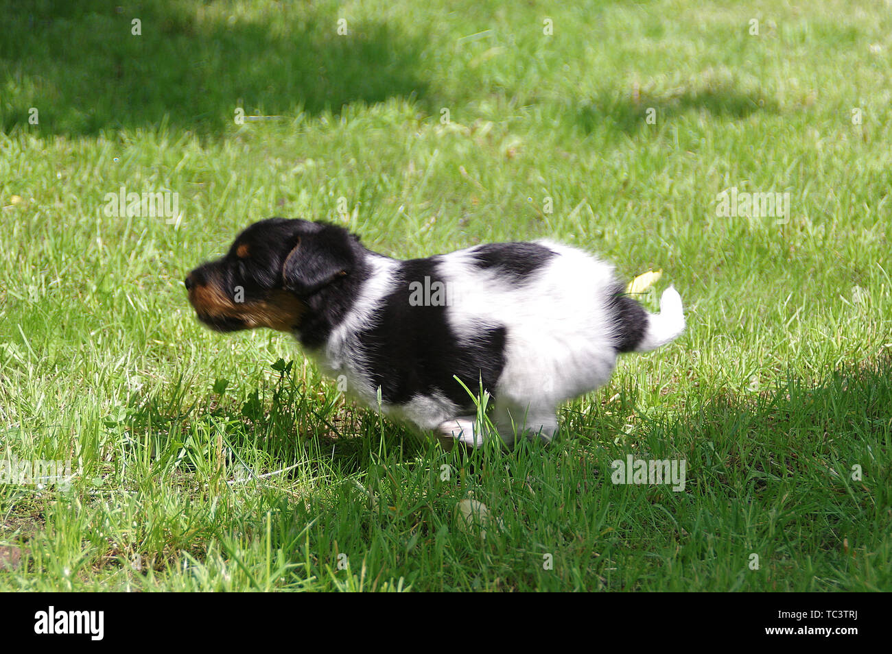 The puppy is running on the grass. The little dog gets to know the world with curiosity. Young hunter. Stock Photo