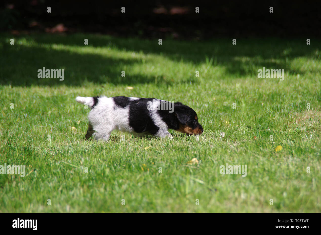 The puppy is walking on the grass. The little dog gets to know the world with curiosity. Stock Photo