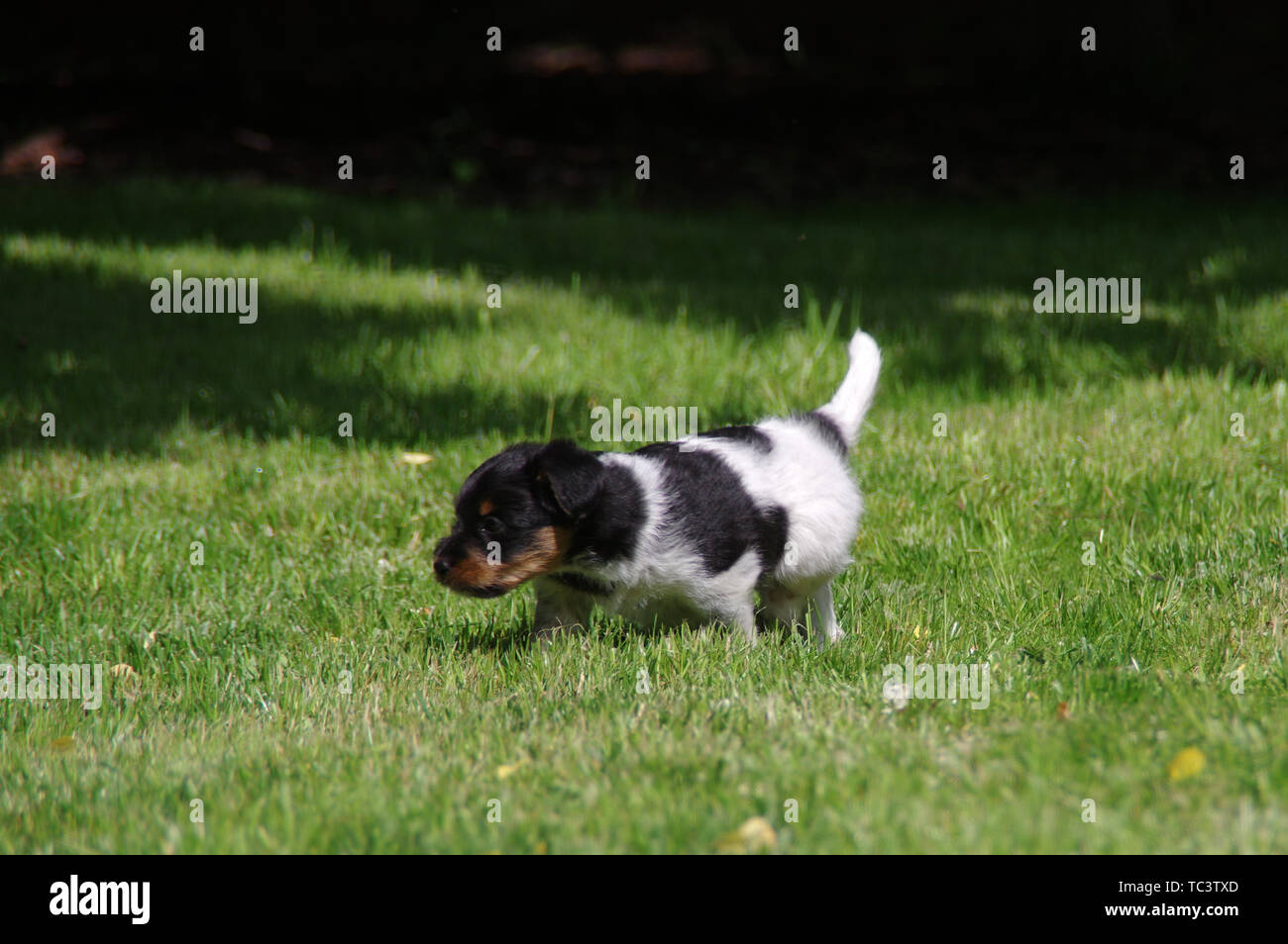 The puppy is walking on the grass. The little dog gets to know the world with curiosity. Stock Photo