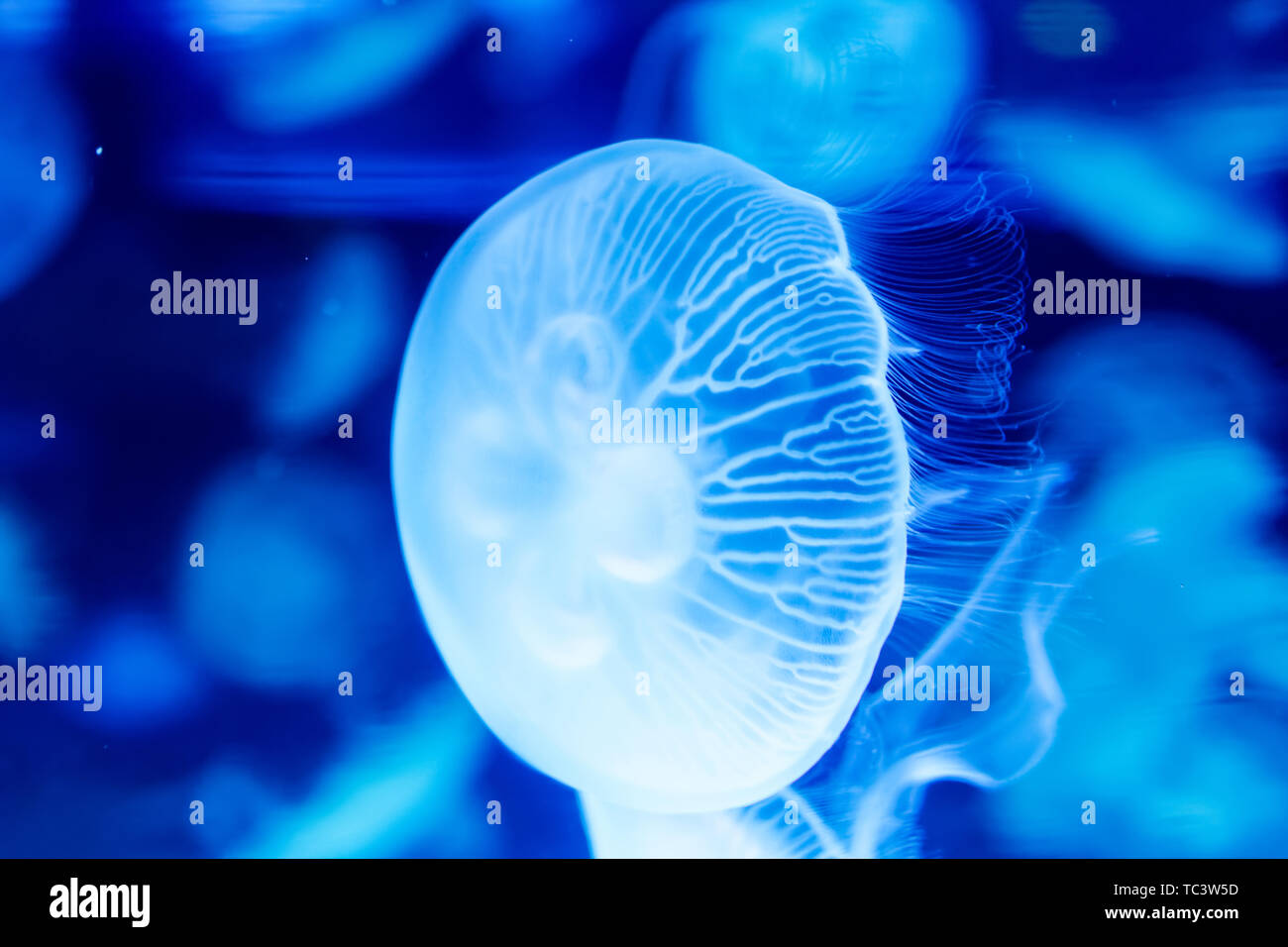 Shanghai Haichang Ocean Park jellyfish Stock Photo Alamy