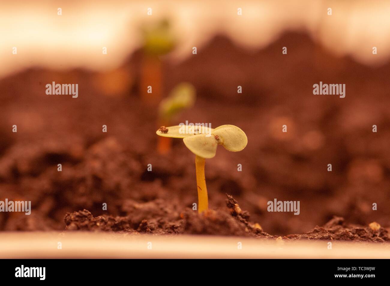 Close-up of a seedling growing in a soil medium in an Earth and Planetary Sciences lab room at the Johns Hopkins University, Baltimore, Maryland, September 28, 2007. From the Homewood Photography Collection. () Stock Photo