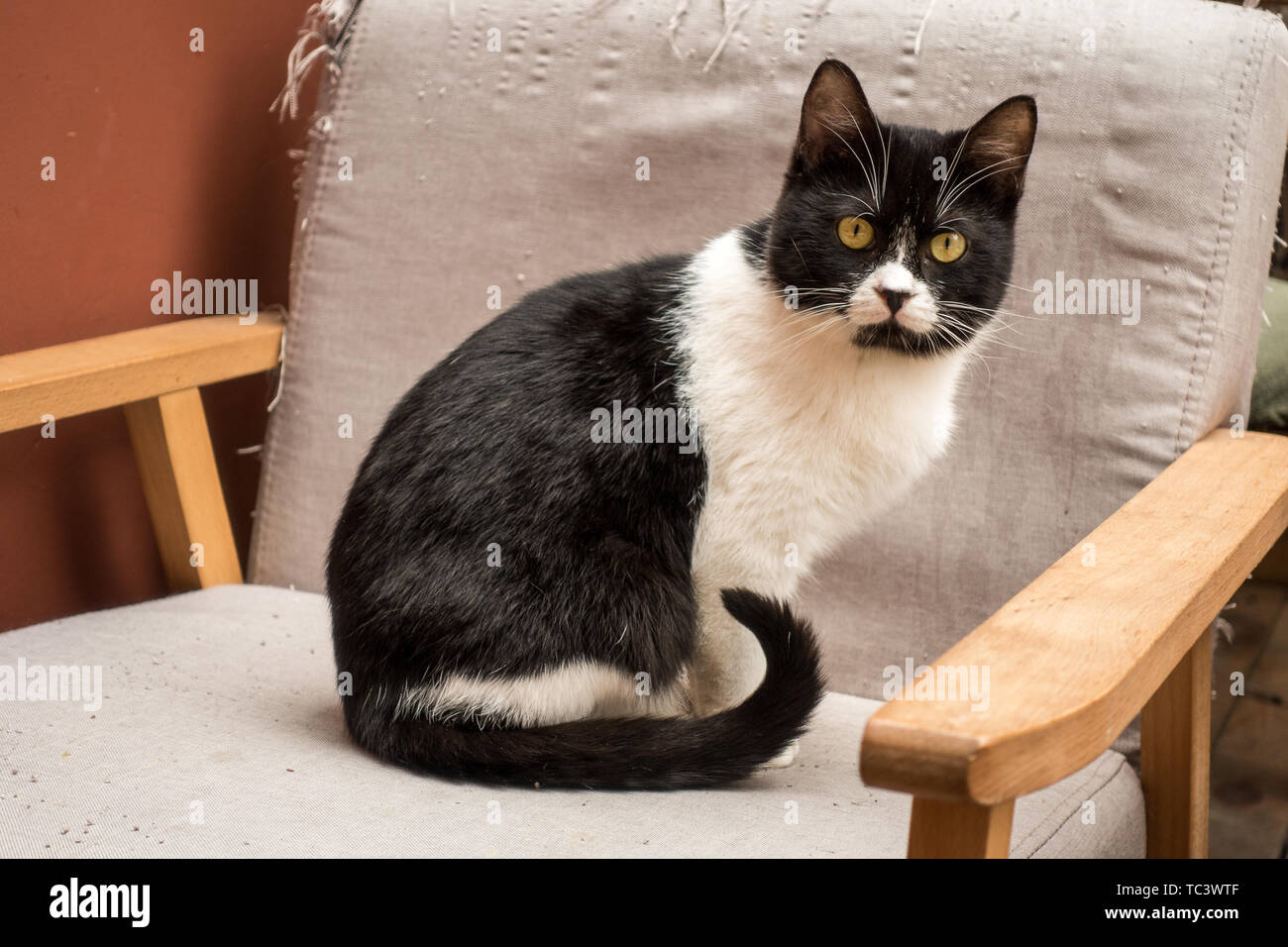 Cow Cat Stock Photos Cow Cat Stock Images Alamy