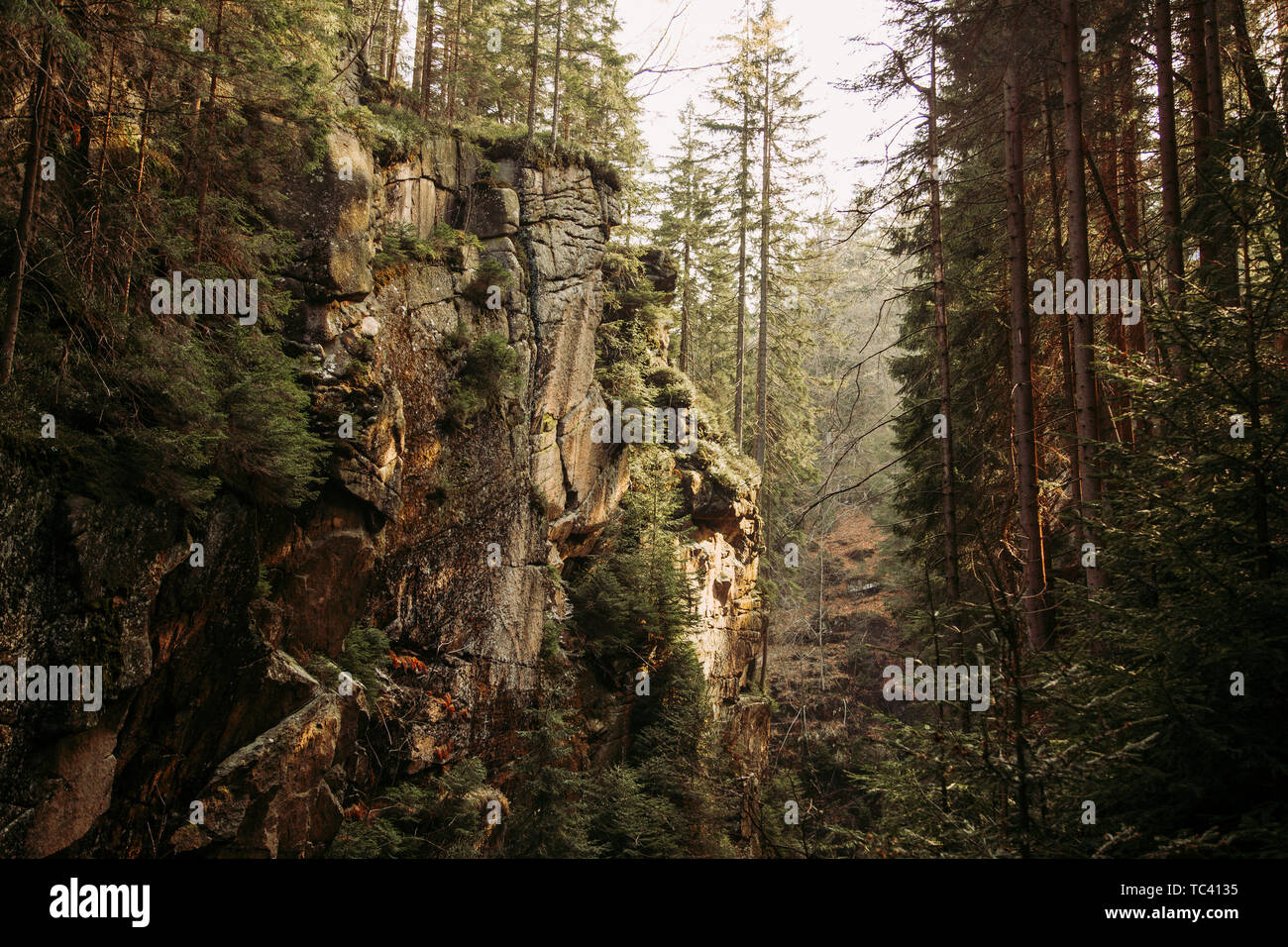Magical mountain ravine in european pine forest Stock Photo