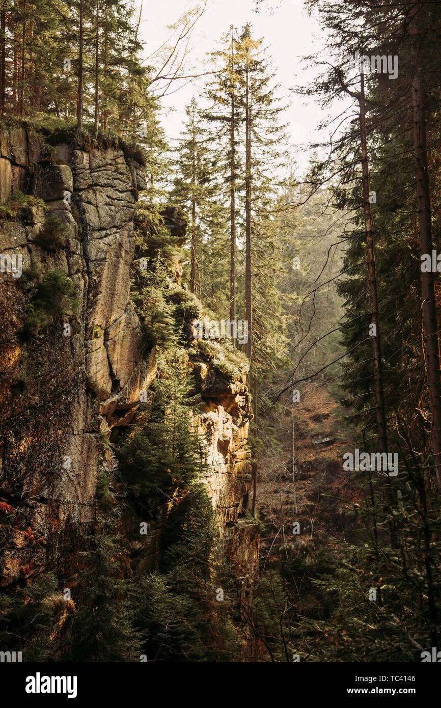 Amazing mountain ravine full of pine trees growin on rocks Stock Photo