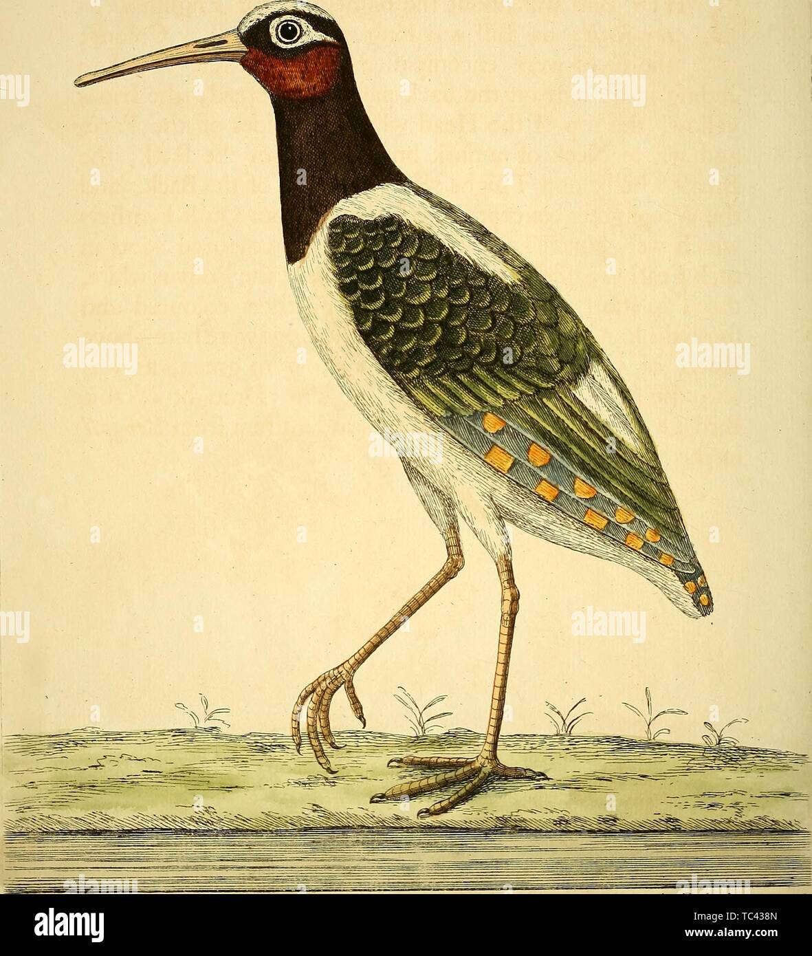 Engraving of the Bengal Water Rail (Ralus Aquaticus Bengalensis), from the book 'A natural history of birds' by Eleazar Albin, William Derham, Jonathan Dwight, and Marcia Brady, 1731. Courtesy Internet Archive. () Stock Photo