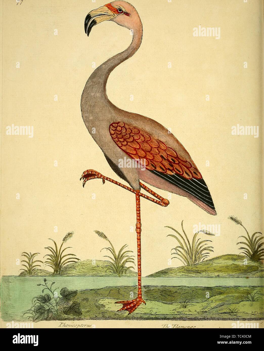 Engraving of the Flamingo (Phoenicopterus), from the book 'A natural history of birds' by Eleazar Albin, William Derham, Jonathan Dwight, and Marcia Brady, 1731. Courtesy Internet Archive. () Stock Photo