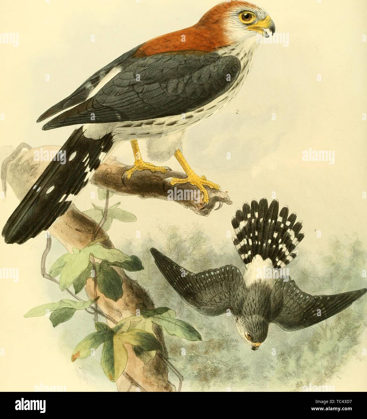 Engravings of the White-Rumped Falcon (Polihierax insignis), from the book 'Ornithological miscellany' by George Dawson Rowley, 1876. Courtesy Internet Archive. () Stock Photo