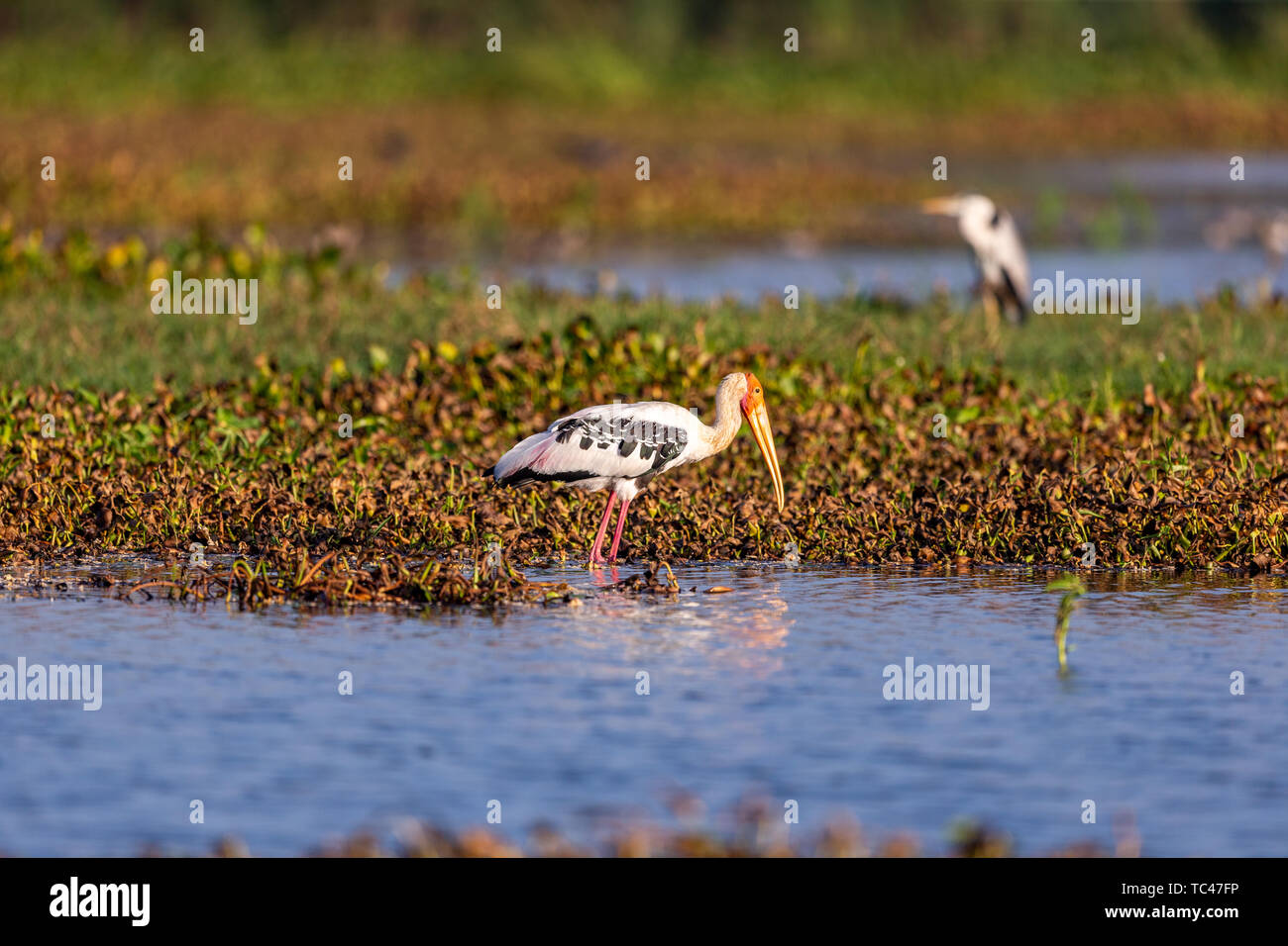 Colorful Storks The colorful stork that survives in the swamps of Sri Lanka Stock Photo ...