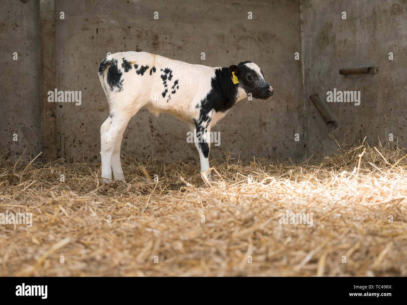 black and white calf in straw of barn on farm in the netherlands Stock ...