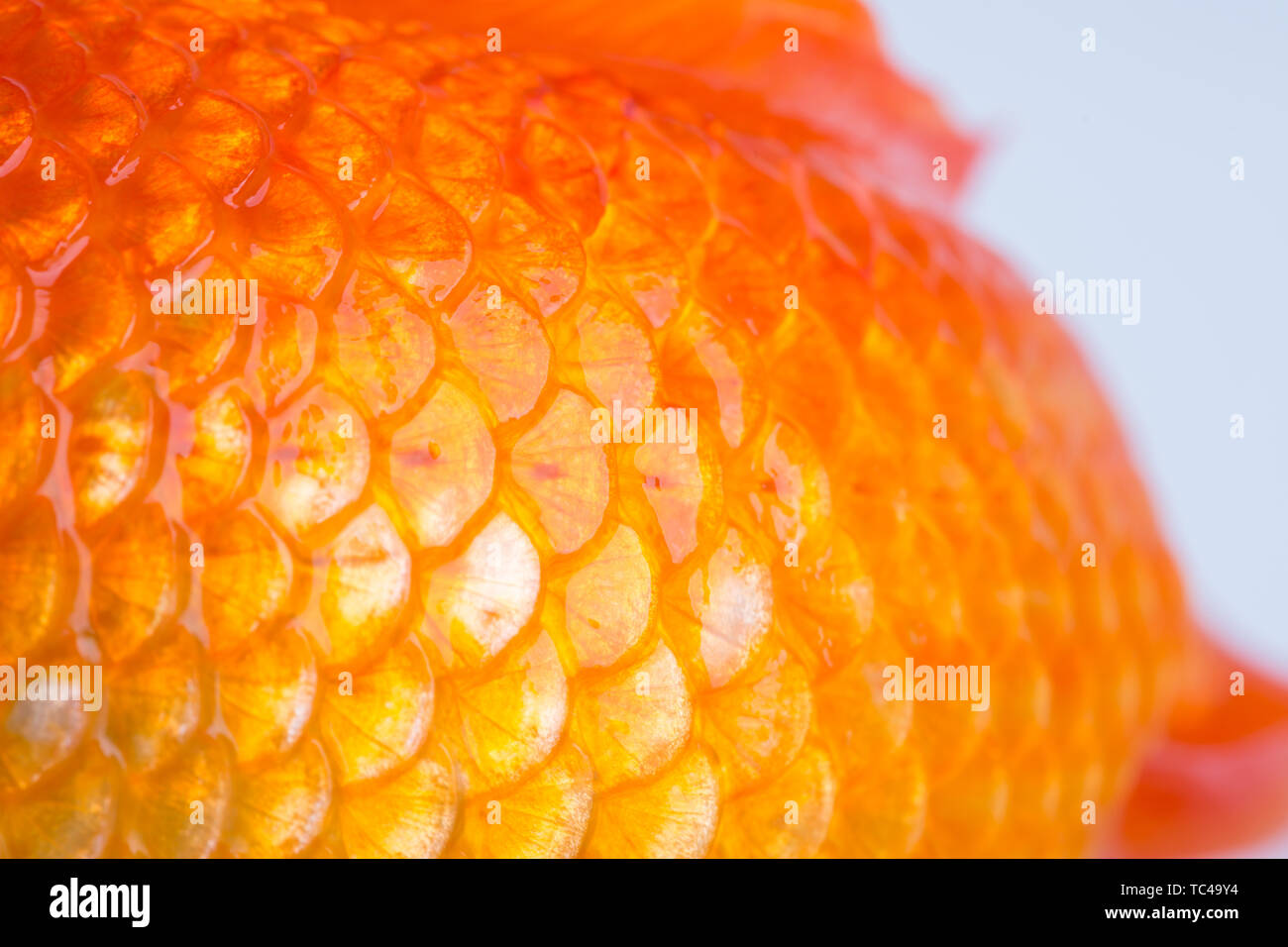 Fish scales of goldfish, closeup Stock Photo Alamy