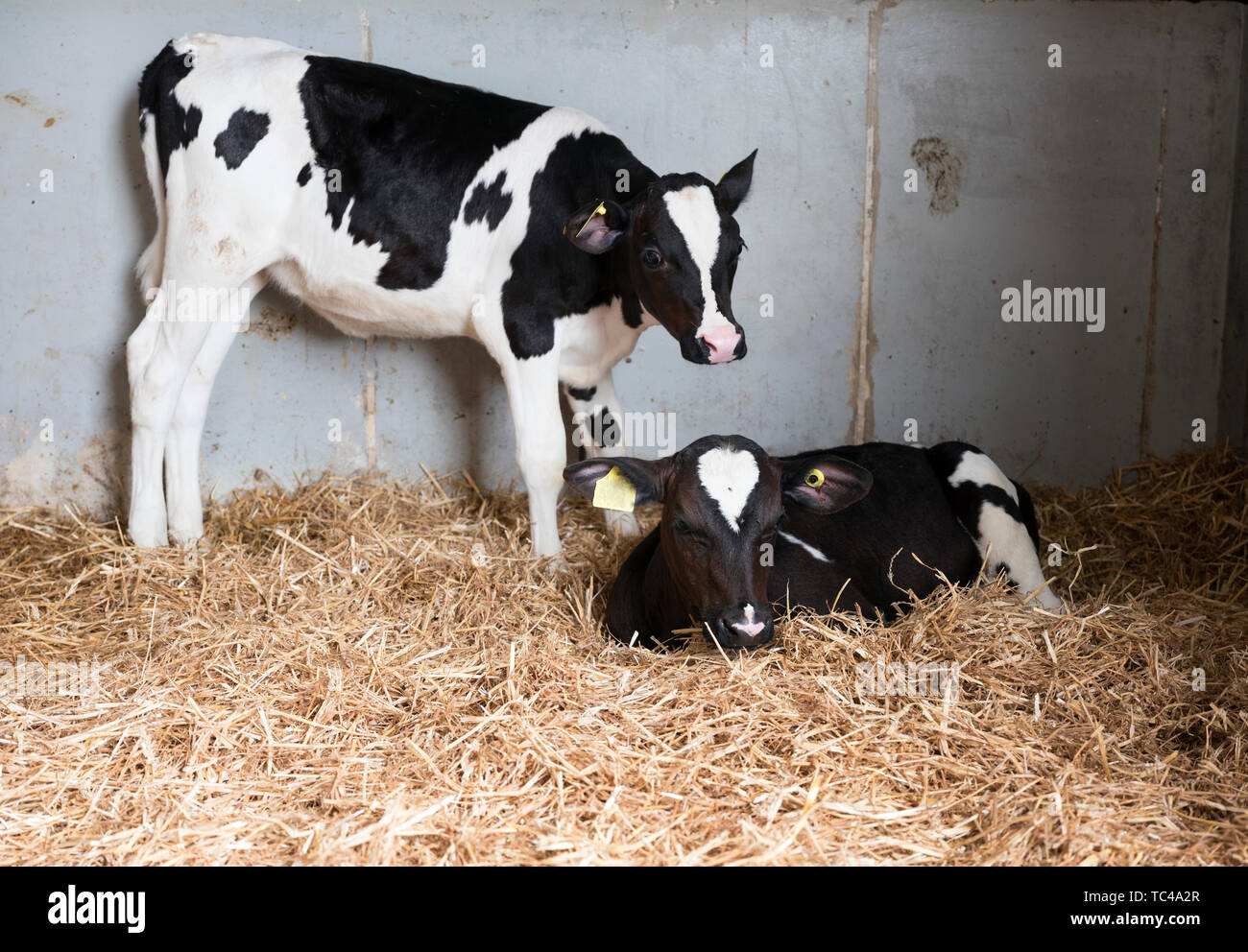 black and white calfs in straw of dutch barn in the netherlands Stock ...