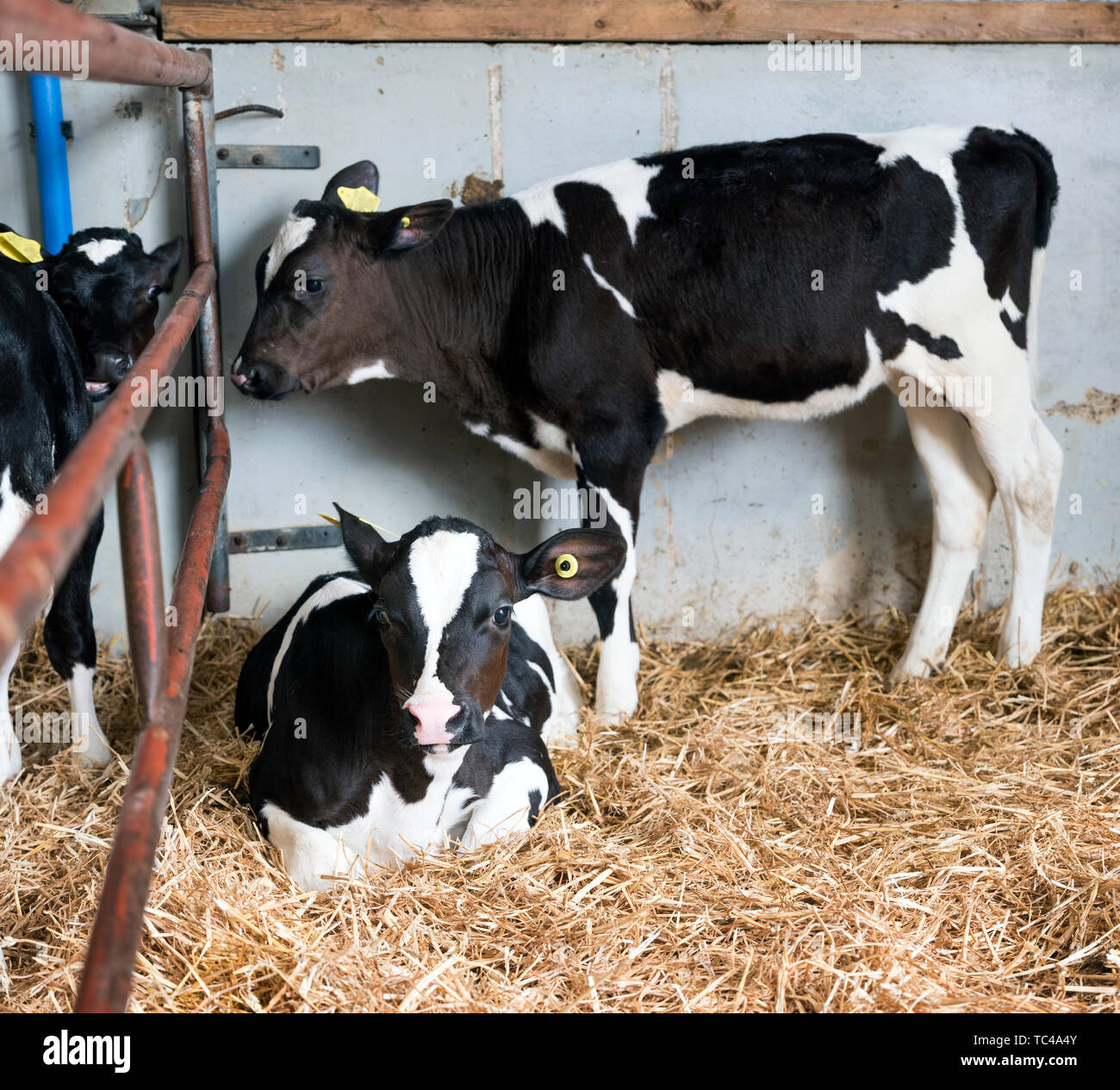 black and white calfs in straw of dutch barn in the netherlands Stock ...