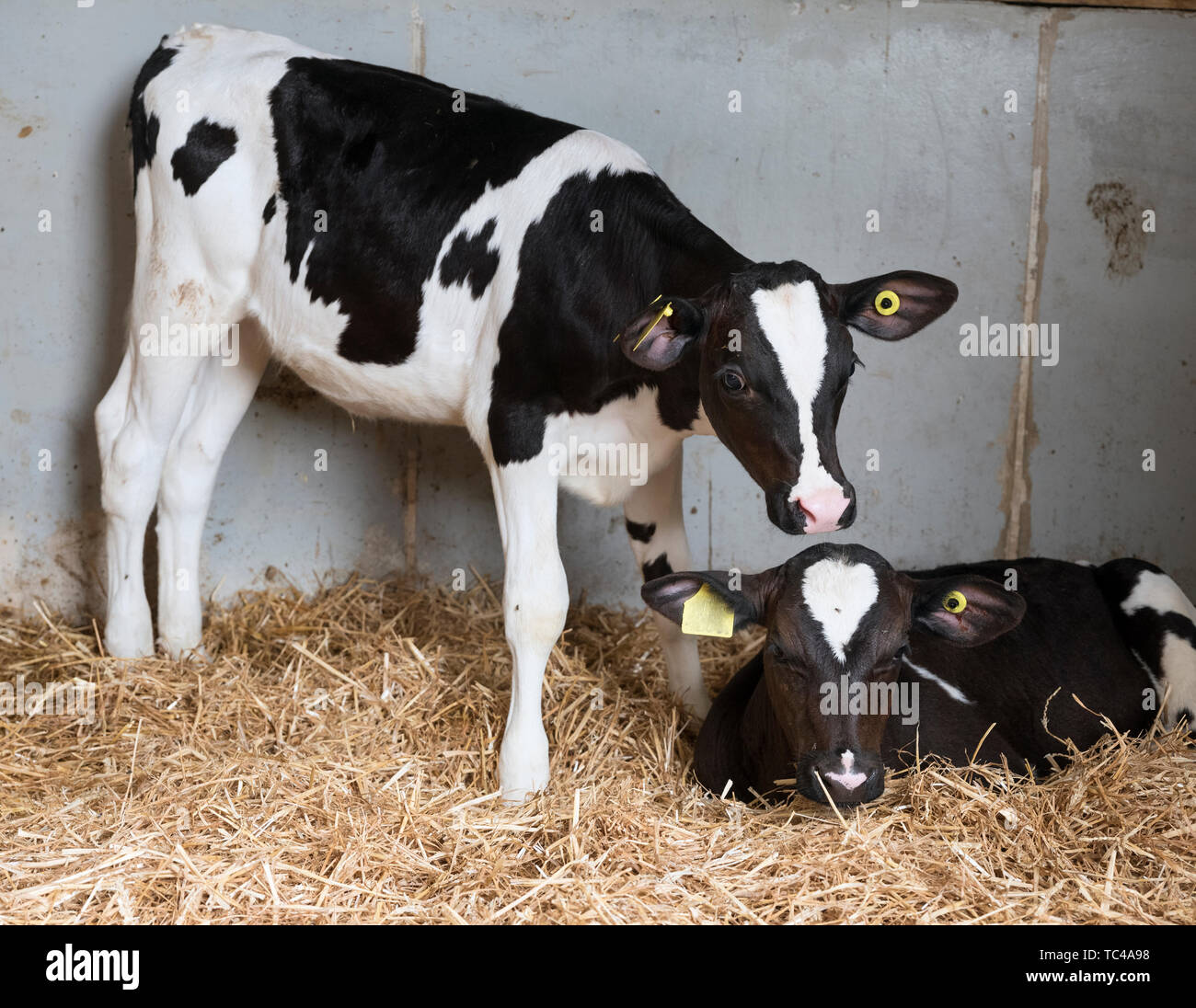black and white calfs in straw of dutch barn in the netherlands Stock ...