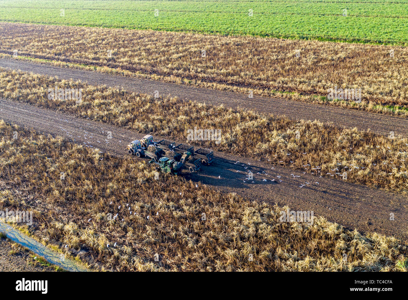 Clewiston, Florida Sugar cane harvest in south Florida Stock Photo