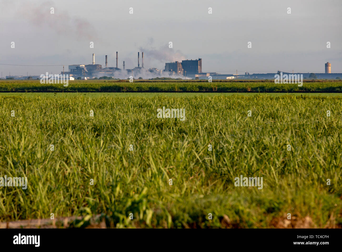 Clewiston, Florida - A sugar cane field and, in the distance, U.S. Sugar's Clewiston Sugar House refinery and its electric generating station, which b Stock Photo