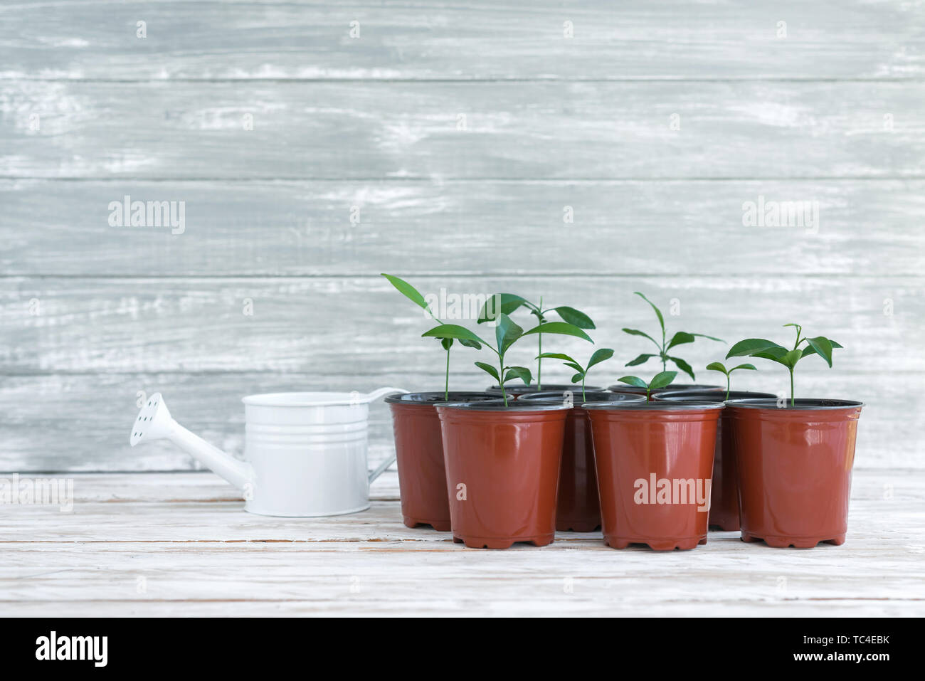 Green new plants in brown pots. Potted plants on white wooden background. Stock Photo