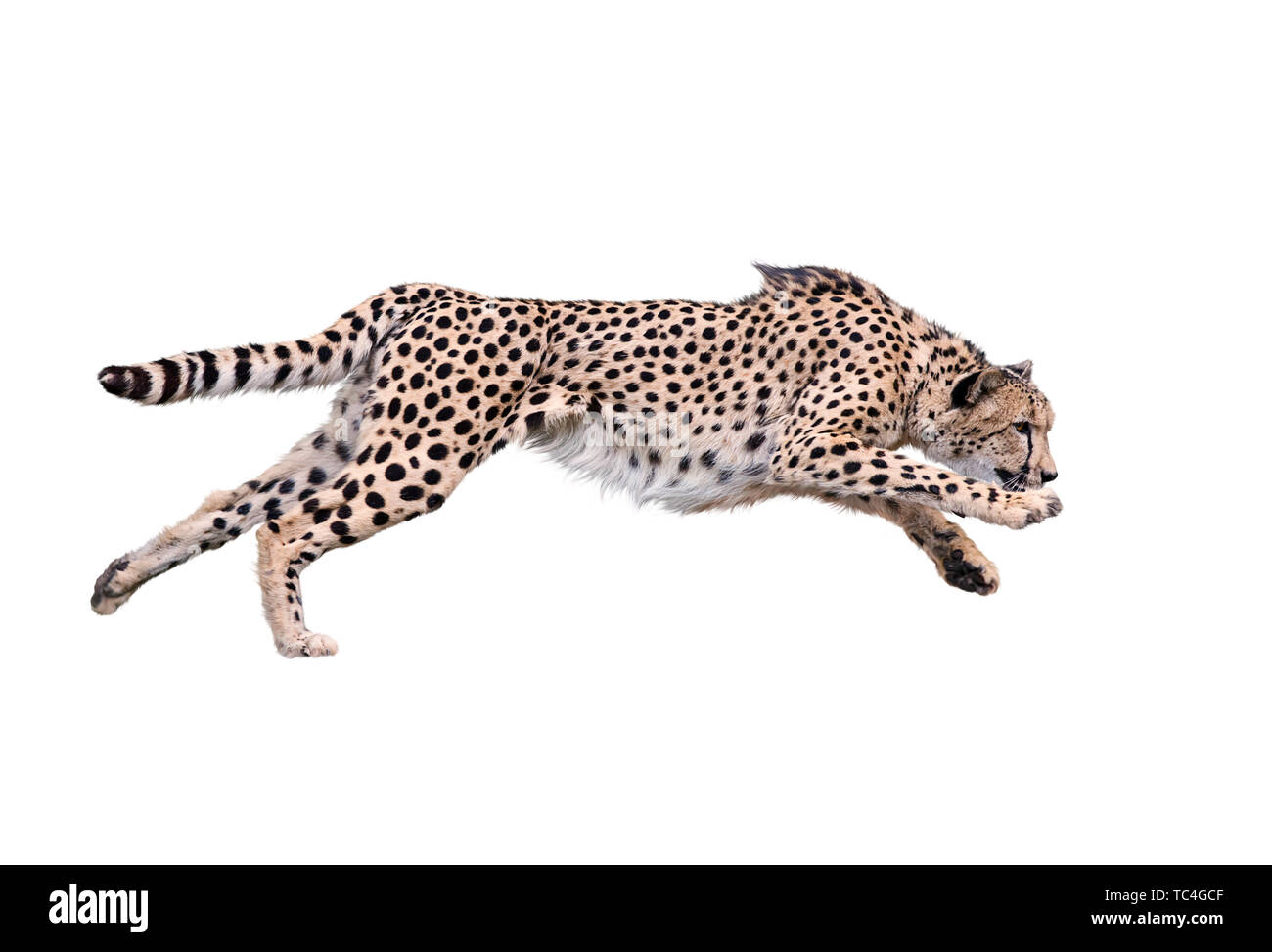 Image of running cheetah ,Isolated on white Background Stock Photo