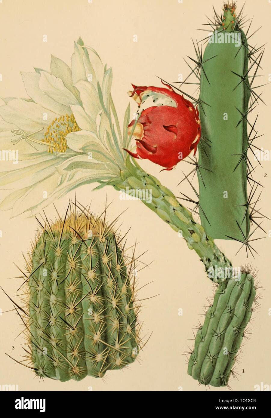 Engravings of three different Cactaceae, Harrisia Fernowii flowering branch, Harrisia Bomplandii flowering branch, and Binghamia Melanostele branch top, from the book 'The Cactaceae' by Nathaniel Lord Britton and Joseph Nelson Rose Britton, 1919. Courtesy Internet Archive. () Stock Photo