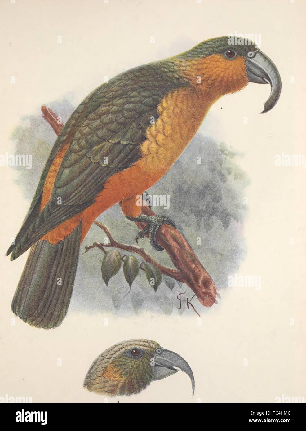 Engravings of the Nestor Norfolcensis and the head of Nestor Productus, from the book 'Extinct Birds' by Lionel Walter Rothschild, 1907. Courtesy Internet Archive. () Stock Photo