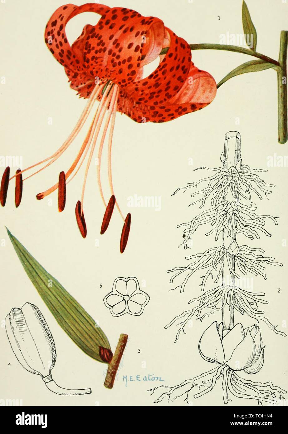 Engravings of the Lilium Tigrinum, from the book 'Addisonia' by the New York Botanical Garden, 1923. Courtesy Internet Archive. () Stock Photo