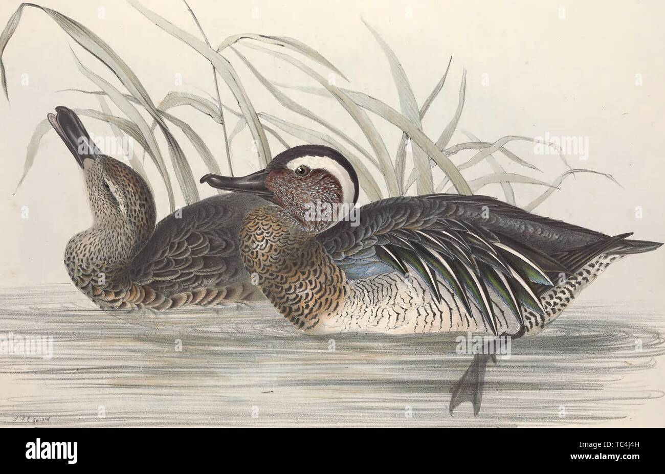 Engraving of the Garganey Teals (Anas querquedula), from the book 'The birds of Europe' by John Gould, 1837. Courtesy Internet Archive. () Stock Photo