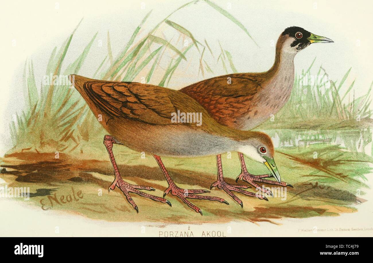 Engraving of the Brown Crakes (Porzana Akool), from the book 'Indian sporting birds' by Charles Henry Tilson Marshall, Allan Octavian Hume, and Frank Finn, 1915. Courtesy Internet Archive. () Stock Photo