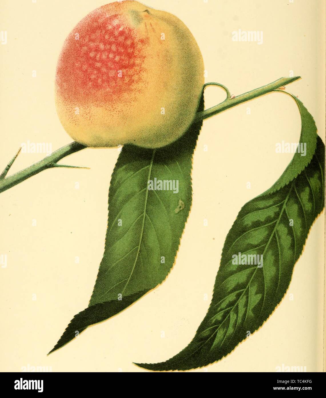 Engraving of the Stetson's Seedling Peach, from the book 'The fruits of America' by Charles Mason Hovey, 1848. Courtesy Internet Archive. () Stock Photo