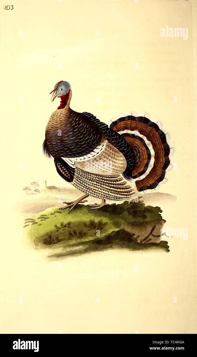 Engraving of Wild Turkey (Meleagris gallopavo), from the book 'The natural history of British birds' by Edward Donovan, 1794. Courtesy Internet Archive. () Stock Photo
