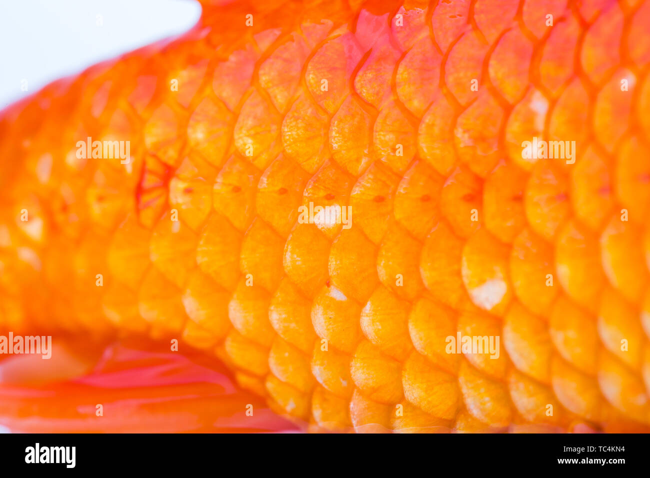 Fish scales of goldfish, closeup Stock Photo Alamy