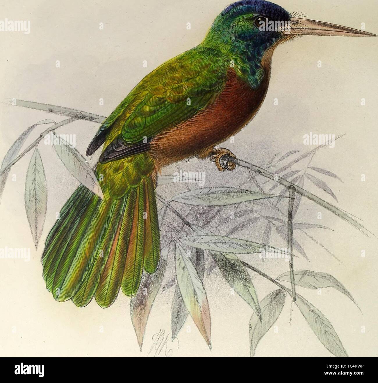 Engraving of the Blue-Necked Jacamar (Galbula Cyaneicollis), from the book 'A monograph of the jacamars and puff-birds' by Philip Lutley Sclater, 1882. Courtesy Internet Archive. () Stock Photo