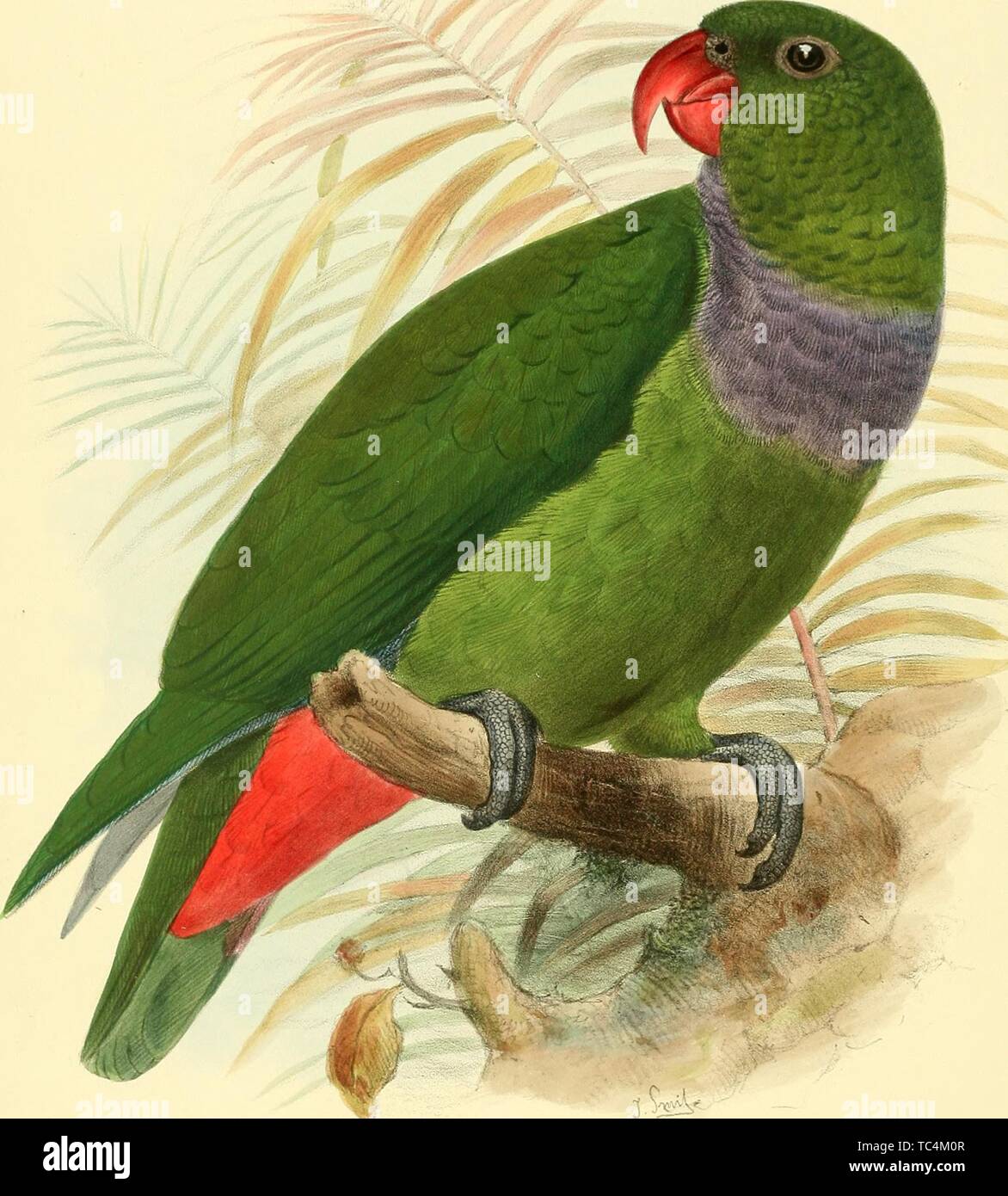 Engraving of the Red-billed Pionus Parrot (Pionus Corallinus), from the book 'Ornithological miscellany' by George Dawson Rowley and John Gerrard Keulemans, 1876. Courtesy Internet Archive. () Stock Photo