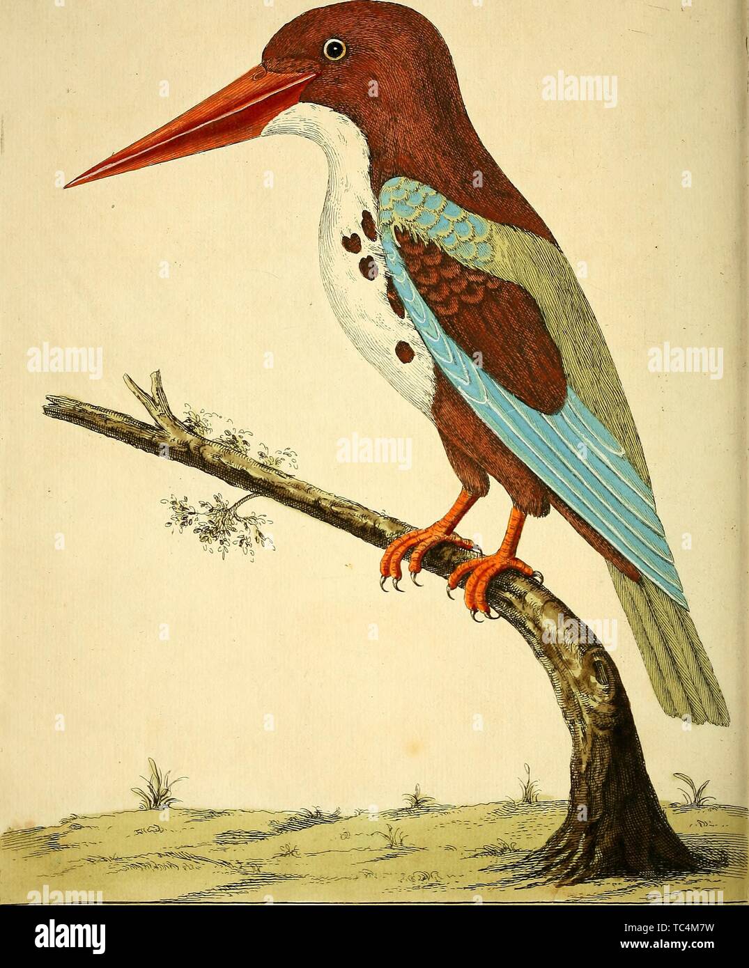Engraving of the Bengal Kingfisher (Alcedo Major Bengalensis), from the book 'A natural history of birds' by Eleazar Albin, William Derham, and Jonathan Dwight, 1731. Courtesy Internet Archive. () Stock Photo