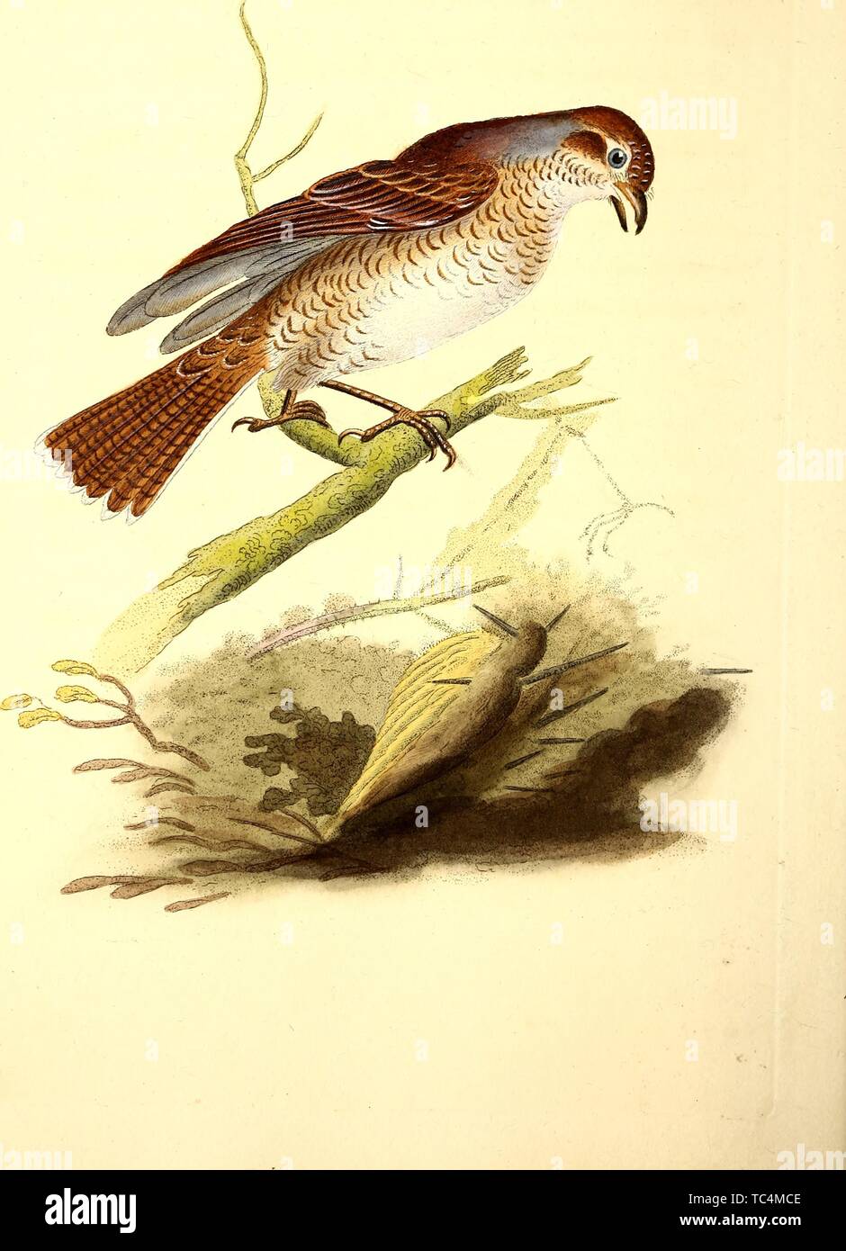 Engraving of the Red-Backed Butcher Bird (Lanius Collurio), from the book 'The natural history of British birds' by Edward Donovan, 1794. Courtesy Internet Archive. () Stock Photo