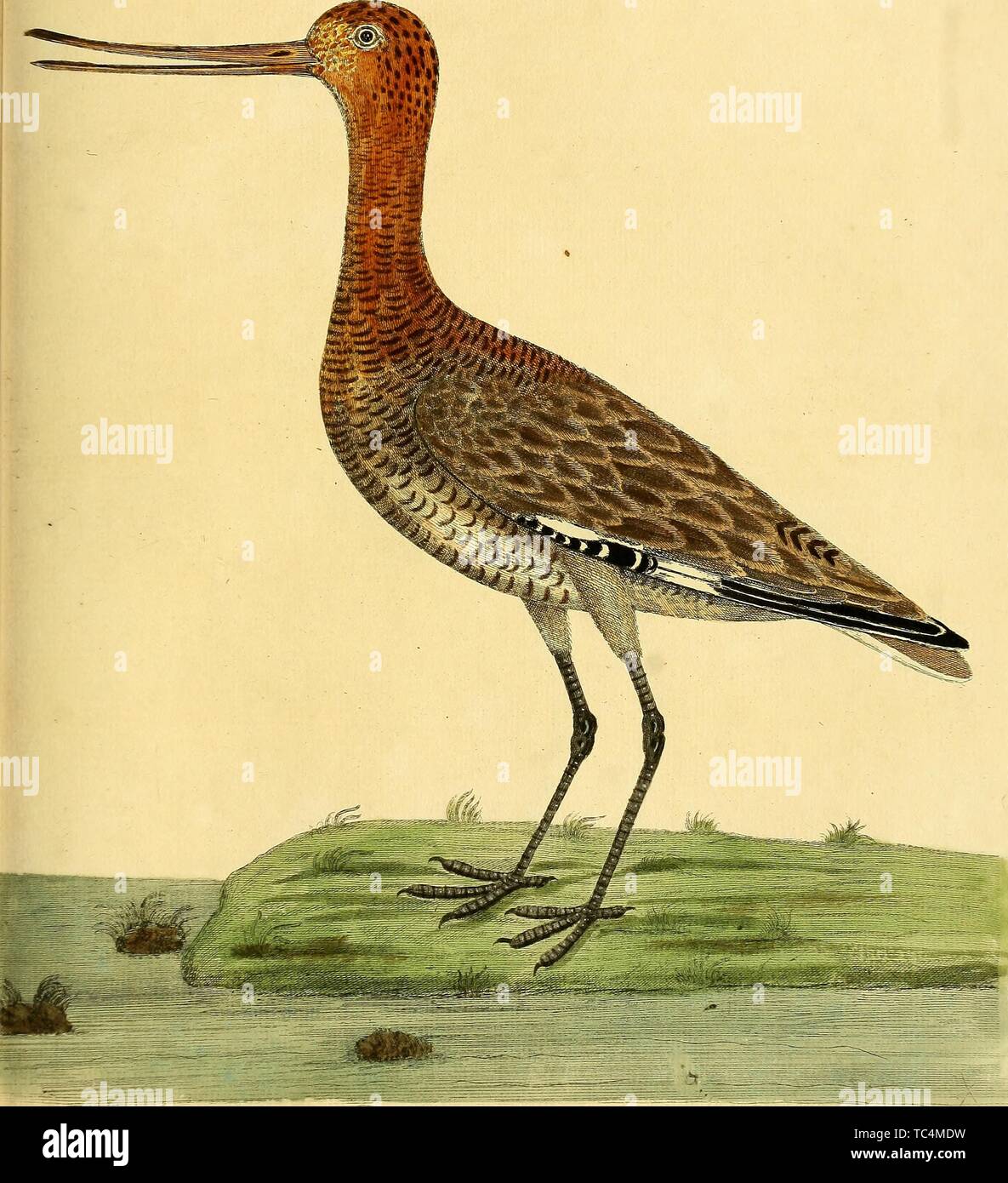 Engraving of the Godwit (Lagocephalus), from the book 'A natural history of birds' by Eleazar Albin, William Derham, and Jonathan Dwight, 1731. Courtesy Internet Archive. () Stock Photo