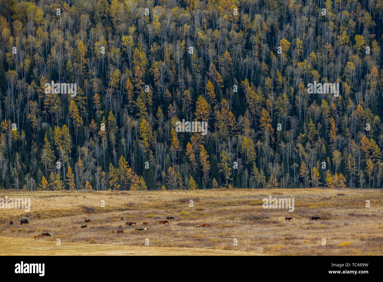 Autumn scenery in Kanas, Xinjiang Stock Photo - Alamy