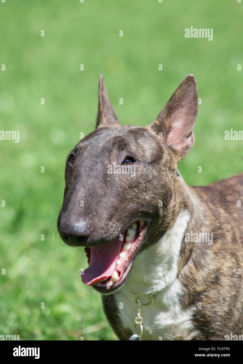 Miniature brindle and white bull terrier is standing with lolling tongue. English  bull terrier or wedge head. Pet animals Stock Photo - Alamy