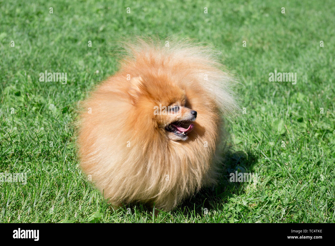 Cute pomeranian spitz puppy is standing on a spring meadow. Deutscher ...
