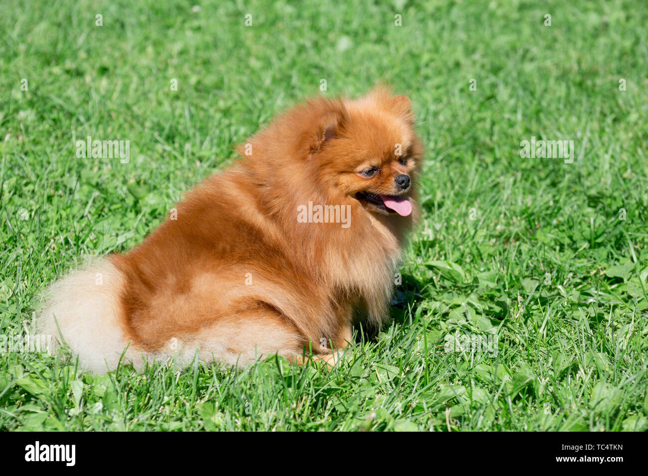 Cute pomeranian spitz puppy is sitting on a spring meadow. Deutscher ...