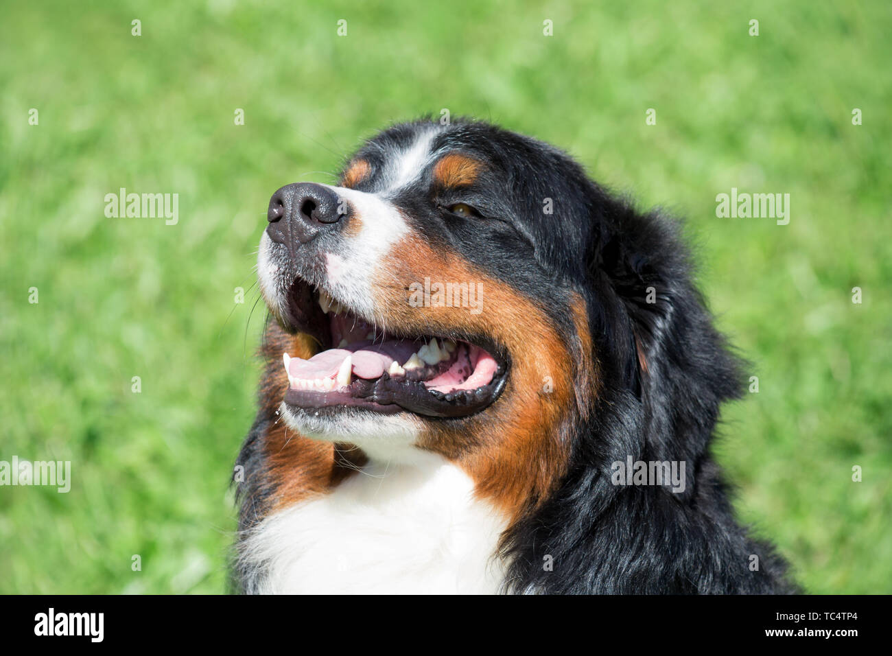 Lolled hi-res stock photography and images - Alamy