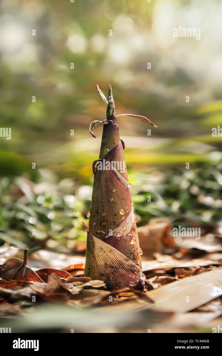 Spring shoots break ground Stock Photo - Alamy
