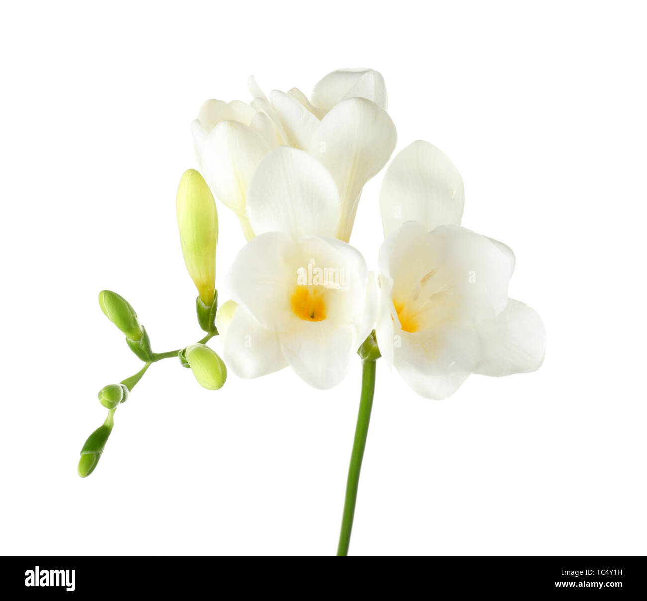 Beautiful freesia flowers on white background Stock Photo - Alamy