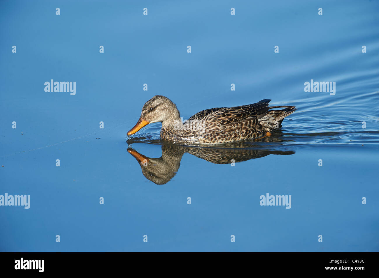 American Black Duck (Anas rubripes) swimming in the lake, Annapolis Royal Marsh, French Basin trail, Annapolis Royal, Nova Scotia, Canada, Stock Photo