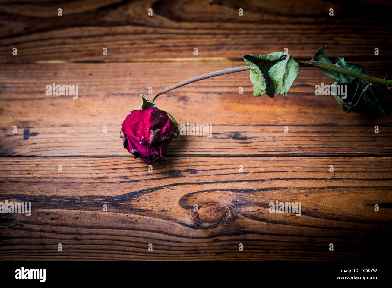 Discarded White Roses Dried roses and withered roses hi-res stock photography and images - Alamy