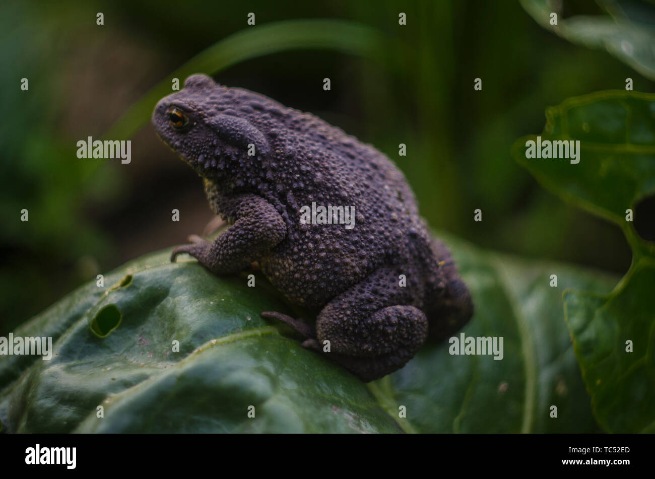 gray earth toad sitting on a cabbage leaf on a farm. Common toad, Bufo bufo, European toad, or simply the toad Stock Photo