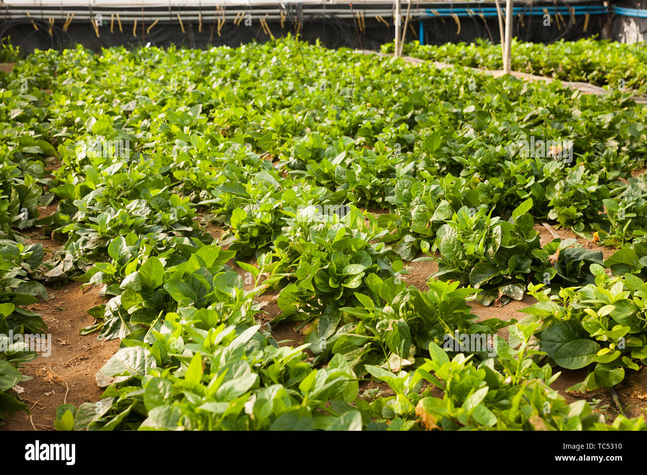 View of plantation of malabar spinach in sunny greenhouse Stock Photo