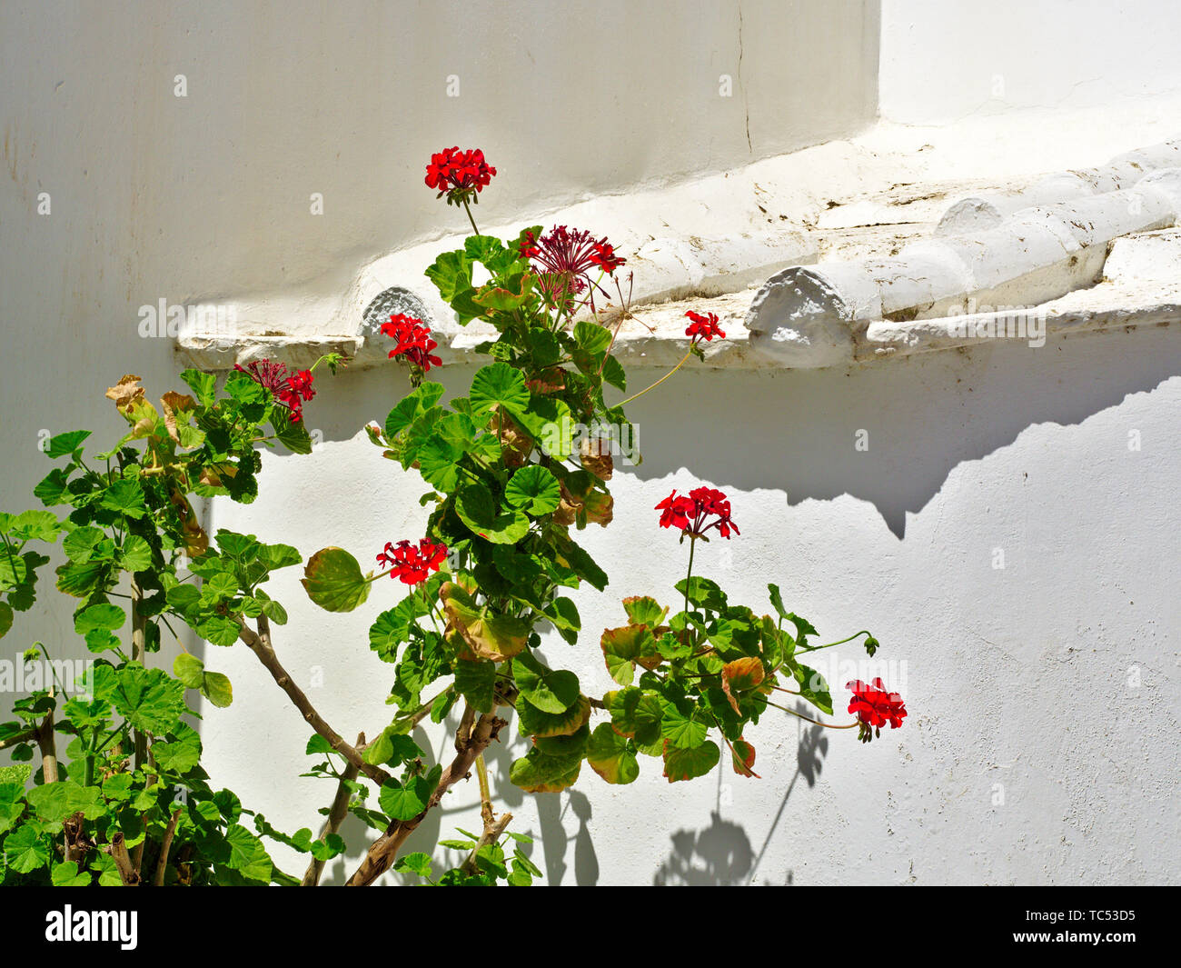 Ivy geraniums (Pelargonium peltatum), flower against white wall, Tinos island, Greece. Stock Photo