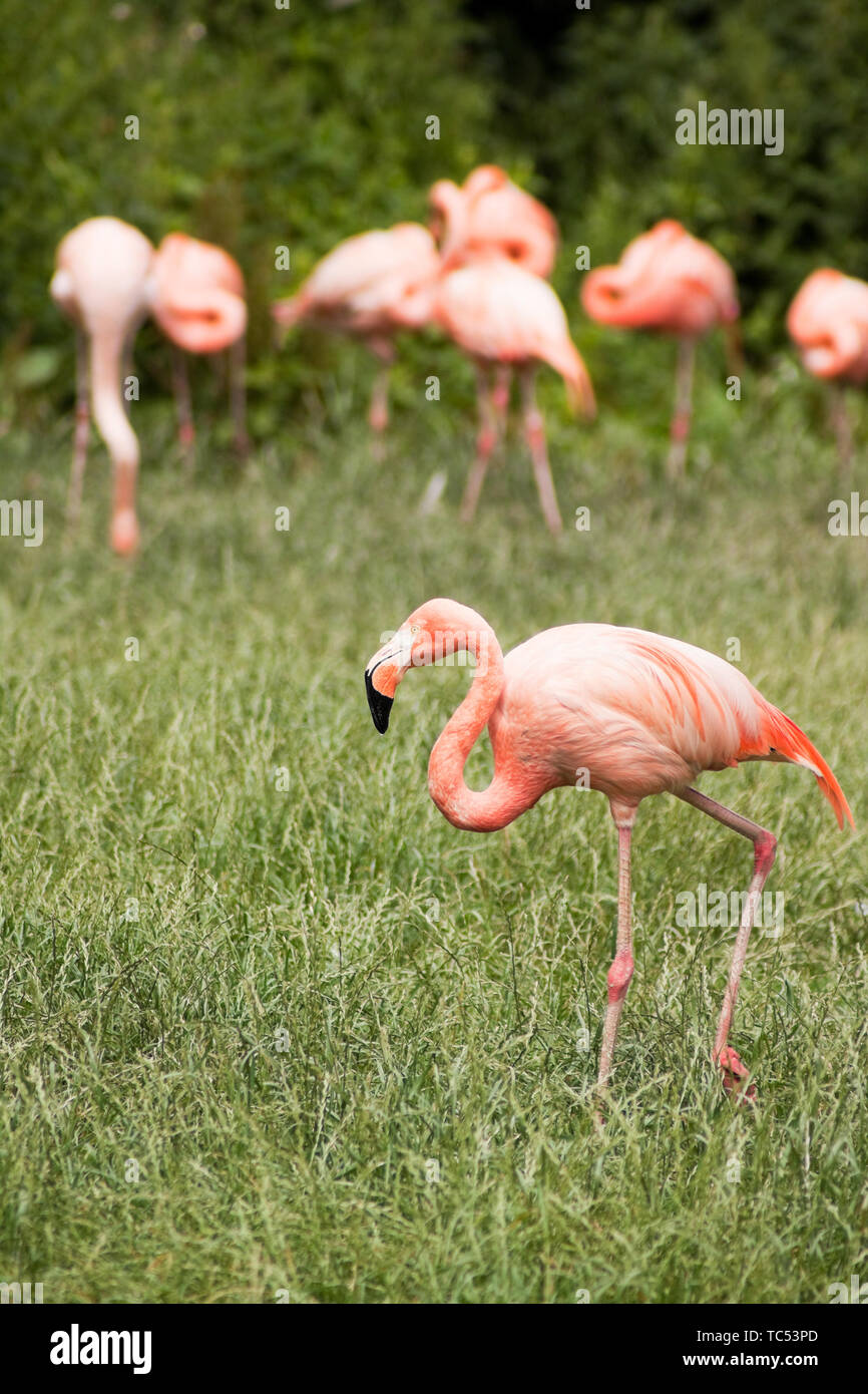 Flamingo bird in the wild. A flock of flamingos is called a stand